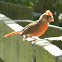 Cardinal