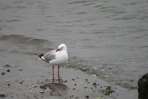 Spotting Image 1