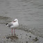 Red-billed Gull