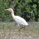 Cattle Egret