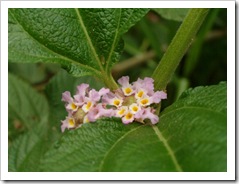 flor de lo que conocemos como salvia aqui
