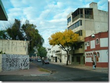 Arbol bonito HPIM3527