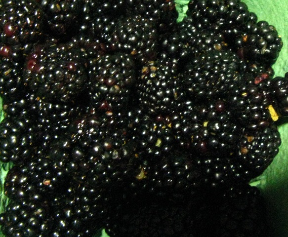 [berries[6].jpg]
