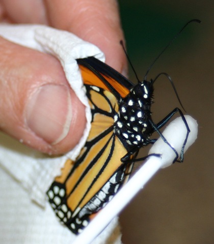 [080917Backpack&Butterfly 084[4].jpg]