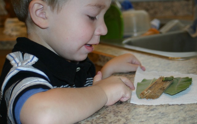 [080831Caterpillar 014[4].jpg]