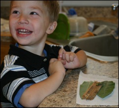 080831Caterpillar 015