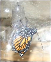 080917Backpack&Butterfly 059