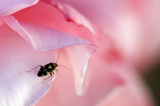 http://lh6.ggpht.com/misterchelles77/SOHrQun-L8I/AAAAAAAAAi8/mEEFA40OXBs/Macro%20%28207%29.jpg