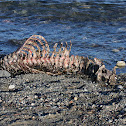 Marine Mammal Skeleton