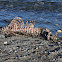 Marine Mammal Skeleton