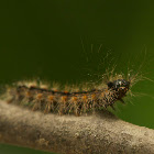 Salt Marsh Caterpillar