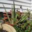 aloe