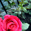 Mr. Lincoln Rose