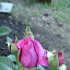 Intrigue Rose