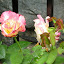 Joseph's Coat Rose