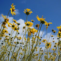 Marguerites