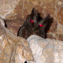 Luzon Lowland Scops Owl