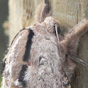 Moth