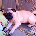Pug
