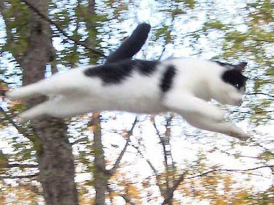 Cat Breeds Characteristics Cat Breeds Characteristics