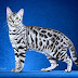 Bengal Cat Behavior