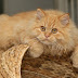 Traditional Doll Face Persian Cat