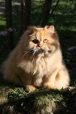 Orange Persian Cat