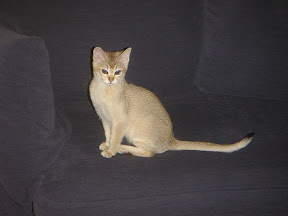 Burmilla Cat
