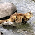 Best Water For Cats