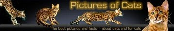 pictures of cats logo small