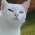 Domestic Cat Character