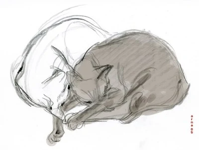 Siamese cat drawing