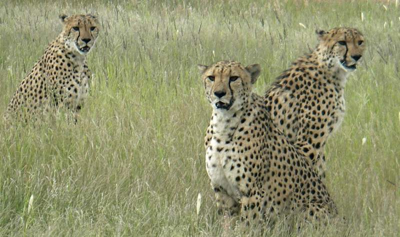 What other animals share habitat with the cheetah?