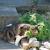 What does catnip look like