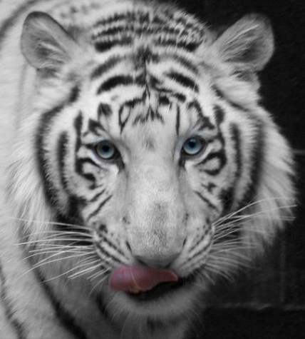 http://lh6.ggpht.com/mjbmeister/SGNyq9qXYVI/AAAAAAAAH88/bUI78FEKCAc/s800/white-siberian-tiger-4.jpg