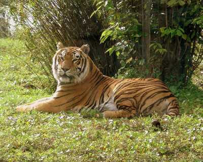 Advanced Search wild animals tiger
