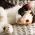 Feline Stroke