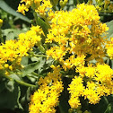 Goldenrod