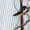 Red-rumped Swallow