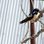 Red-rumped Swallow