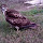 Wildlife of the Rio Grande Valley