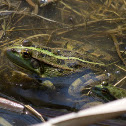 Leopard frog