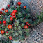 Claret-cup Cactus