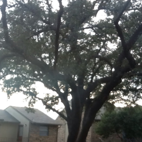 Spotting Image 1