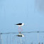 Black-winged Stilt