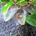 Funnel Web Weaver