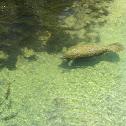 Manatee