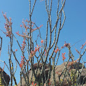 Ocotillo