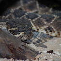 Southern Pacific Rattlesnake