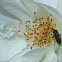 Flower Cab Spider